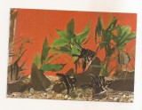 RF162 - Carte Postala - Acvariul Constanta. Pterophyllum Scalare, necirculata