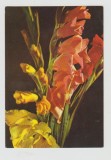 bnk cp Flori - carte postala uzata - marca fixa - cod 563/70