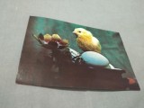 CARTE POSTALA --FELICITARE PASTI NECIRCULATA, Printata
