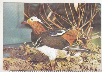 bnk cp Tulcea - Muzeul Delta Dunarii - Rata mandarin - necirculata foto