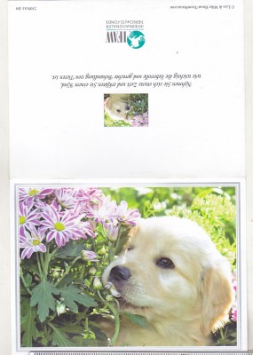 bnk cp Catel - felicitare necirculata foto