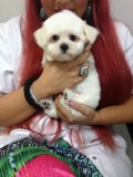Bichon Maltez talie mică &ndash; 2 luni, mascul, pedigree, microcipat