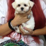 Bichon Maltez talie mică &ndash; 2 luni, mascul, pedigree, microcipat