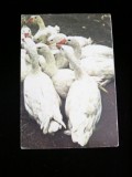 C9 28 - 1979 - Calendar de buzunar - reclama produse avicole