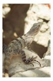 Tablou Canvas, "Iguana &icirc;n lumina soarelui bl&acirc;nd", Granit, Soare, Iguana, Texturi, Natural, Sol, Culoare, Verde, Reptila, Coada, Soare, Lumina, Detalii