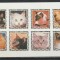 Guinea Ecuatoriala 1978 - Pisici NEDANTELATA S/S 1v MNH