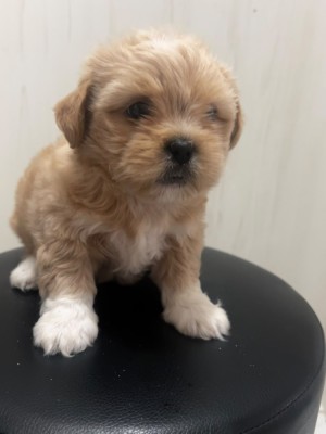 Fetița Shih Tzu foto