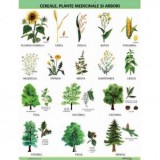 Plansa A1 Cereale, plante medicinale si arbori, educativă pentru copii, 2 benzi magnetice