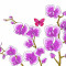 Sticker decorativ, Orhideie, 150 cm, 399STK-1
