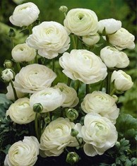 RANUNCULUS WHITE 10 buc foto