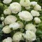 RANUNCULUS WHITE 10 buc