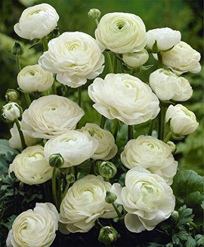 RANUNCULUS WHITE 10 buc