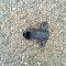 Senzor fulie arbore cotit 2.0 b 145cp, AODA FORD FOCUS 2005-2011