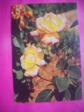 HOPCT 11496 TRANDAFIRI -CP FELICITARE FLORI- ROMANIA-NECIRCULATA