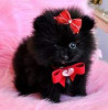 Pomeranian mini (alb-negru)