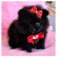 pomeranian alb-negru