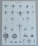 &quot;Entomology&quot; gravura veche, Natura, Cerneala, Altul