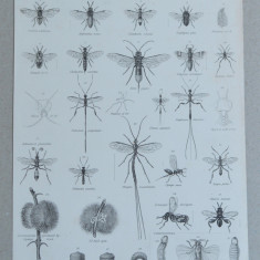 "Entomology" gravura veche