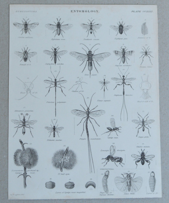 &quot;Entomology&quot; gravura veche