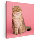 Tablou pisica British Shorthair Tablou canvas pe panza CU RAMA 80x80 cm