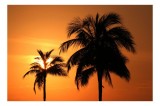Tablou Canvas Apus &icirc;n paradisul tropical cu palmieri și cer, 39 x 26 cm, CMCLASS