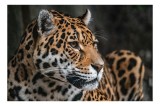 Tablou Canvas, "Privirea enigmatică a jaguarului", Jaguar, Blană, Pete, Ochi, Majestuos, Natură, V&acirc;nat, Felină, 39 x 26 cm, CMCLASS