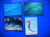 HOPCT LOT NR 25 / 4 CARTONASE - FAUNA MARINA / FAUNA- ITALIA