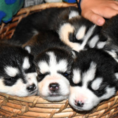 Catelusi husky siberian