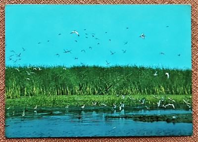 Tulcea. Pasari in Delta Dunarii, 1977 - Necirculata foto