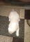 Căței Bichon havanez - 10