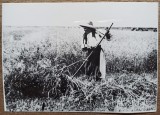 Taranca la munca campului, anii &#039;30// reproducere de epoca, Romania 1900 - 1950, Portrete