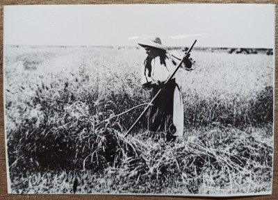 Taranca la munca campului, anii &amp;#039;30// reproducere de epoca foto