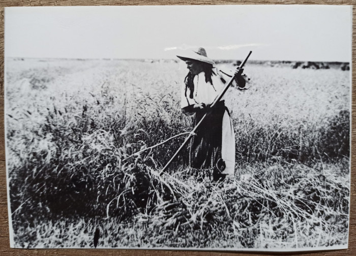 Taranca la munca campului, anii &#039;30// reproducere de epoca