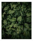 Tablou Canvas, "Frunzele pădurii dense și verzi", Frunziș, Verde, Textură, Natură, Prospețime, Abundență, Vitalitate, Organic, Liniște, Sălbăticie, 26