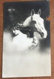 CPISTR8 Ilustrata Veche Botosani Campulung Femeie Cal Coca Rynsburg Stampila 1922 / Vintage Botosani Romania Postcard Woman White Horse 1922