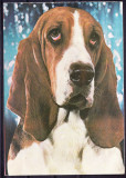 AMS - ILUSTRATA 564 BASSET (HOUND), NECIRCULATA, Printata