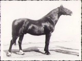 451S Armăsarul pepinier Northstar XIX născut &icirc;n anul 1917, fotografiat &icirc;n anul 1937