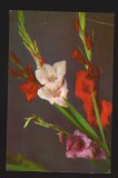 CPIB 19878 CARTE POSTALA - GLADIOLE, RPR