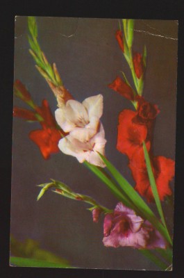 CPIB 19878 CARTE POSTALA - GLADIOLE, RPR foto