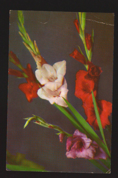 CPIB 19878 CARTE POSTALA - GLADIOLE, RPR