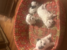 Bichon malteze