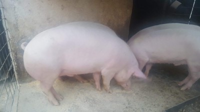 Disponibil in Filiasi jud Dolj foto