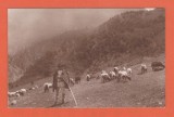AMS @ - ILUSTRATA CIOBAN CU OILE - NECIRCULATA, ED. CARTEA ROMANEASCA, printata, Fotografie