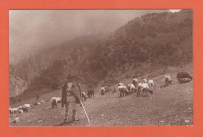 AMS @ - ILUSTRATA CIOBAN CU OILE - NECIRCULATA, ED. CARTEA ROMANEASCA, printata foto