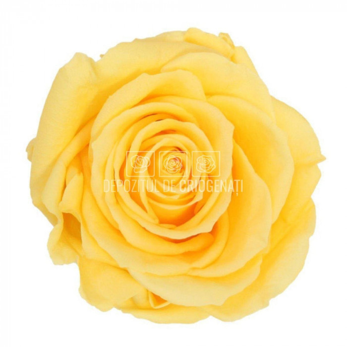 Trandafiri Criogenati PREMIUM BRIGHT YELLOW (&Oslash;7-8,5cm; set 4 buc)