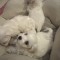 Pui Bichon maltez