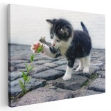 Tablou pisicuta jucandu-se cu o floare Tablou canvas pe panza CU RAMA 60x90 cm