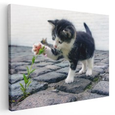 Tablou pisicuta jucandu-se cu o floare Tablou canvas pe panza CU RAMA 20x30 cm