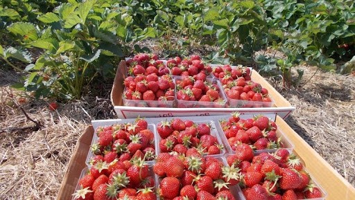 depozite fructe austria