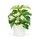 Planta artificiala decorativa - Filodendron verde/galben - 20 x 8 cm Best CarHome